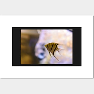 Orinoco angelfish in fish tank Posters and Art